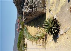 Hilera Magueyes